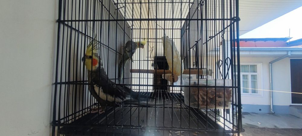 Sog'lom Korella (Nimfa) to'tiqlari sotiladi / Продаются здоровые попуг