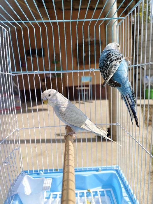 Продам пара попугай с клеткой