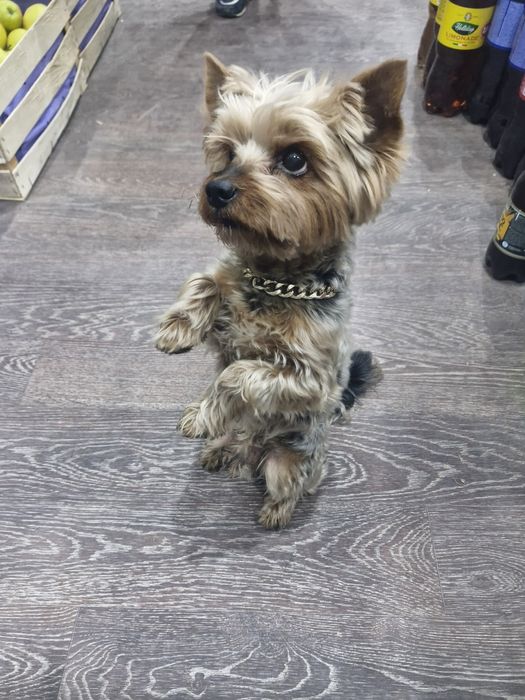 Отдам собаку в хорошие руки