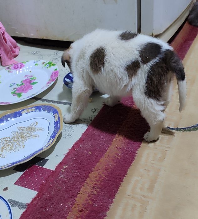 Отдам щенка в добрые руки