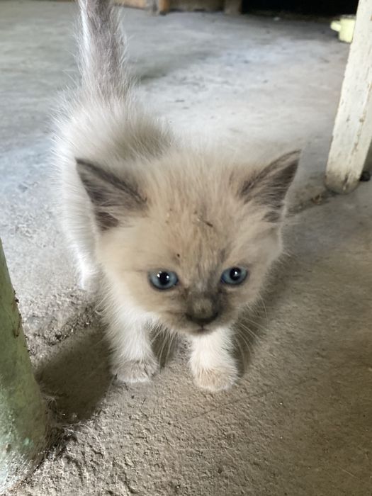 Отдам котят в хорошие руки