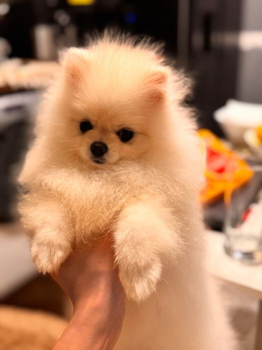 Vand Pomeranian alb-rasa pura, pedigree inclus