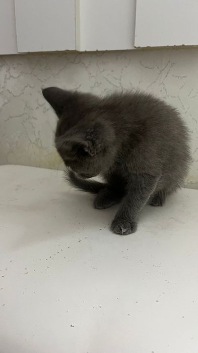 Котенок бесплатно