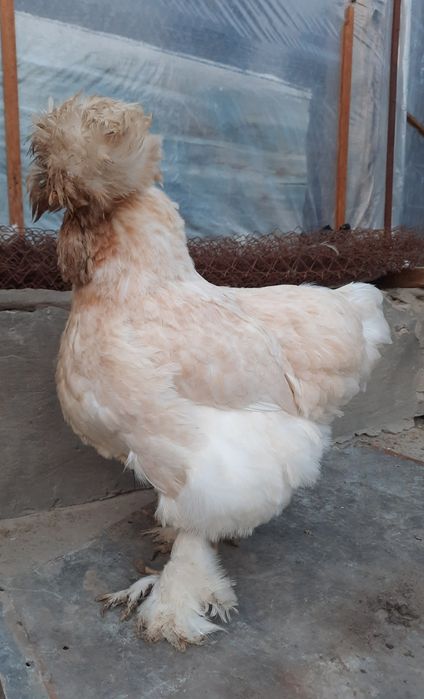 Тройка брама тухумлари сотилади