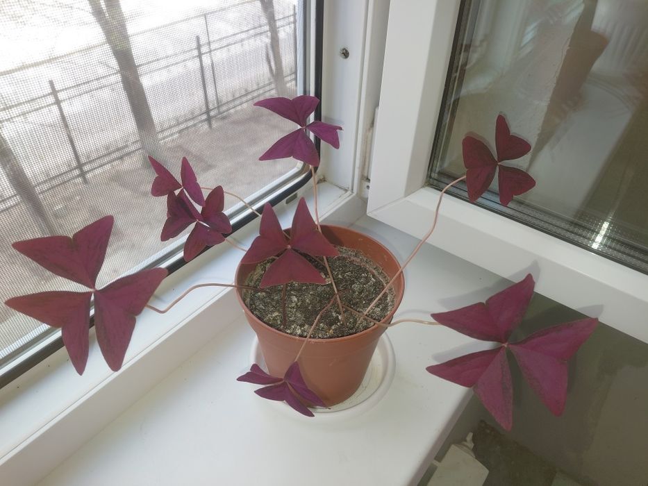 Оксалис (бабочка)