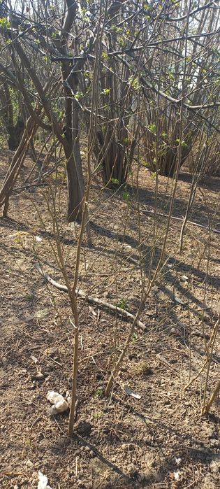 Продам тутовник недорого