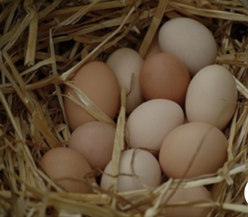 Продам домашиние яйца самовывоз