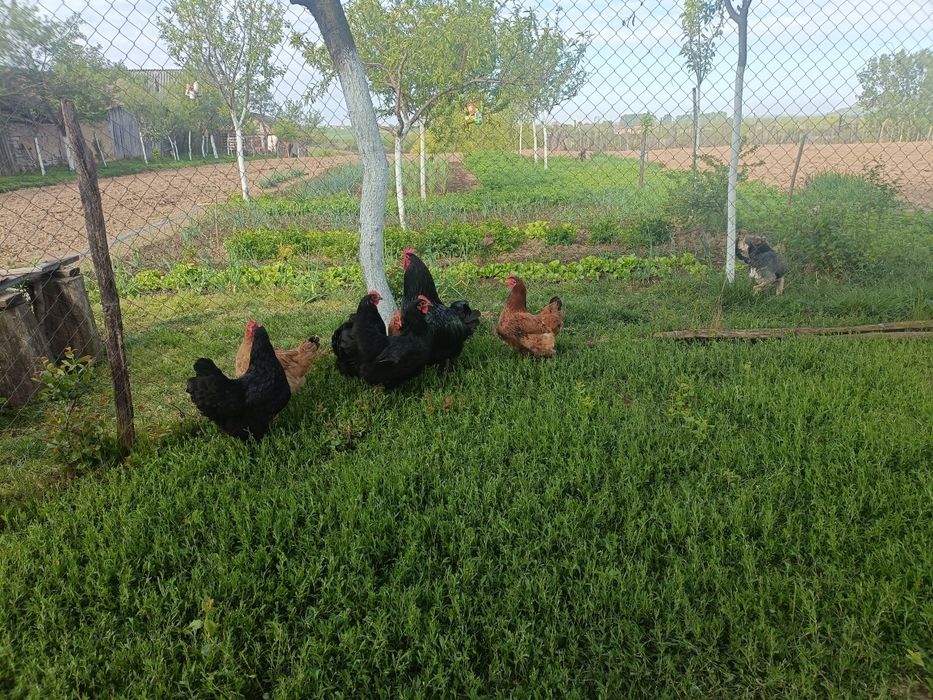 Familie găini australop 4+1