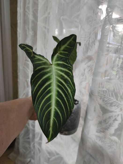Продам комнатные растения.
