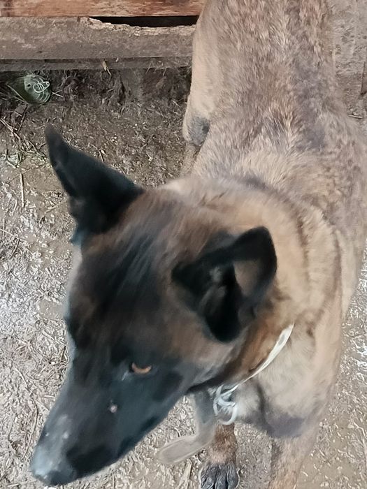 Pui Malinois fetite
