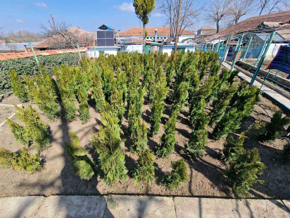 Източна туя за продан от с. Поликраище, Великотърновско