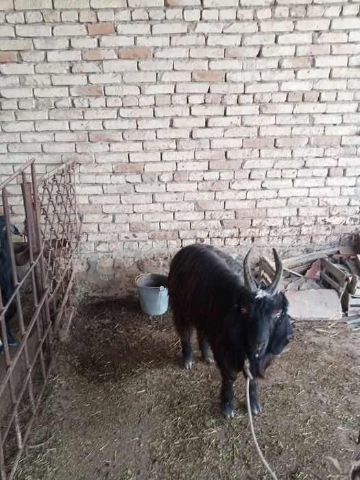 Ona bola 3mln, taka 2mln