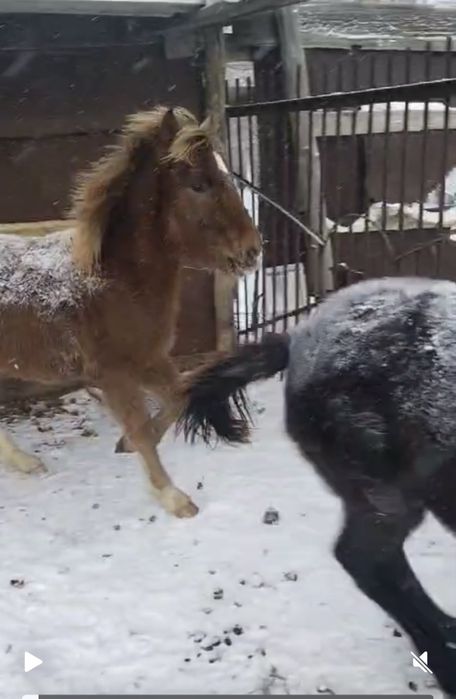 1бас еркек жабагы 2бие сатылады