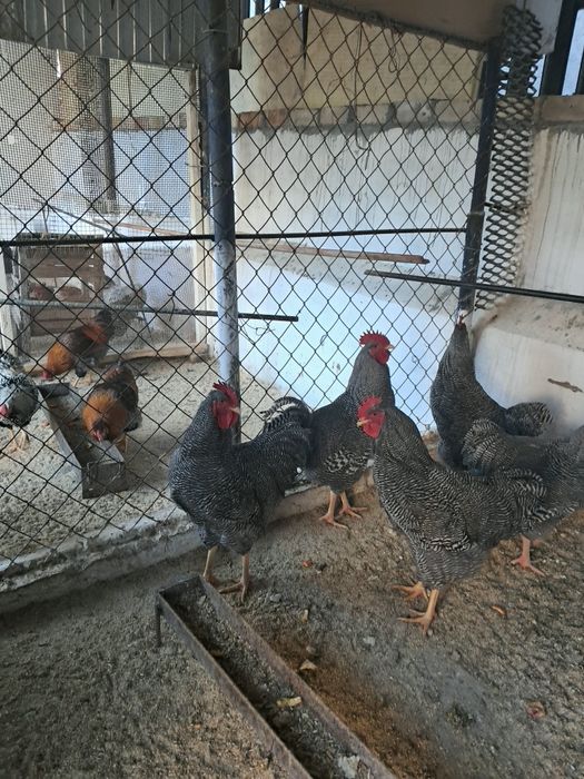 Продаю 4 крупных петувох плиметруки