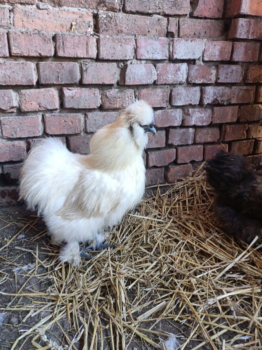 Vând două perechi mătase japoneză