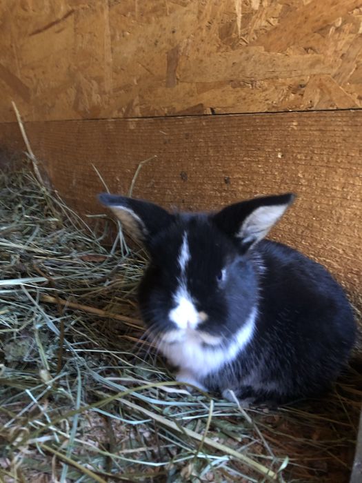 Iepuri berbec german pitic