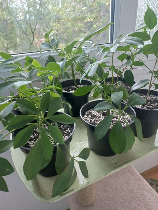 Шефлера ростки и 1 фикус Бенджамина