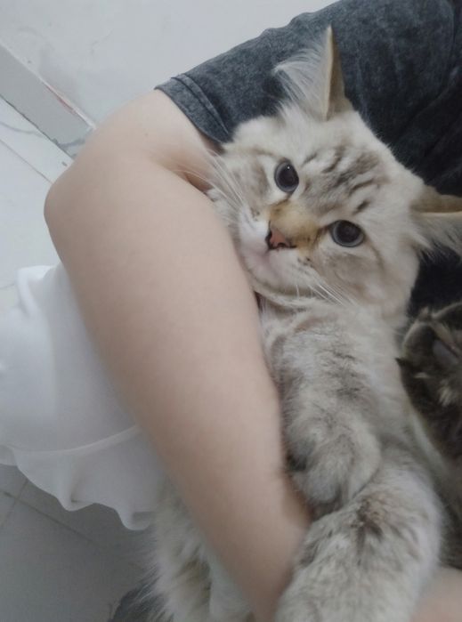 Тайский/ Сиамски кот