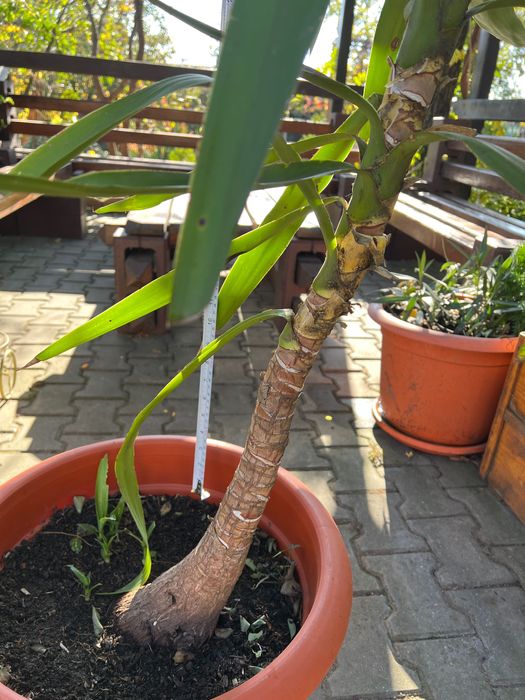 Yucca plantă decorativă