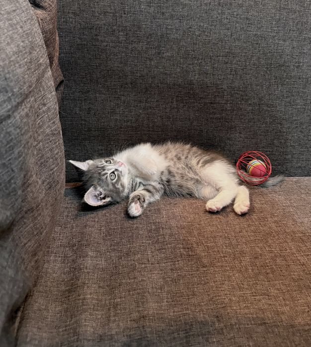 отдам кошечку, девочка