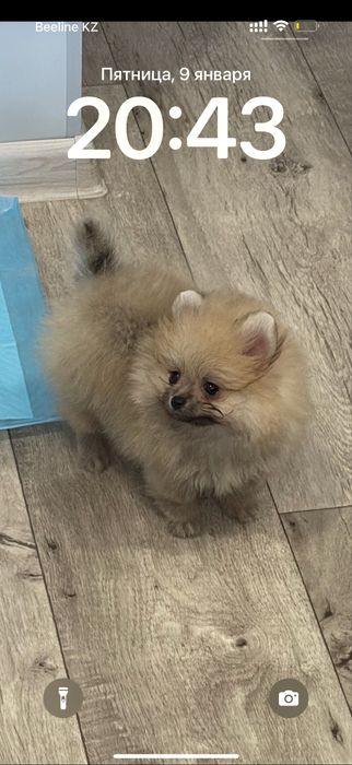 Немецский цверг ищет невесту