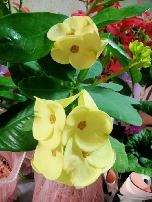 Продаются комнатные цветы