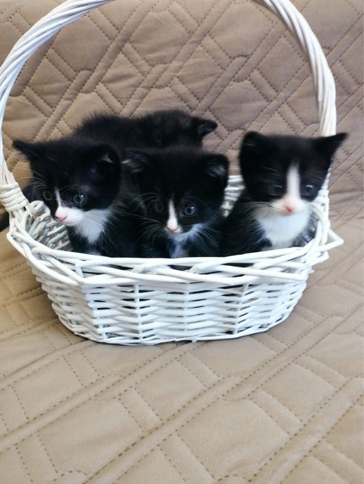 Отдам прекрасных котят