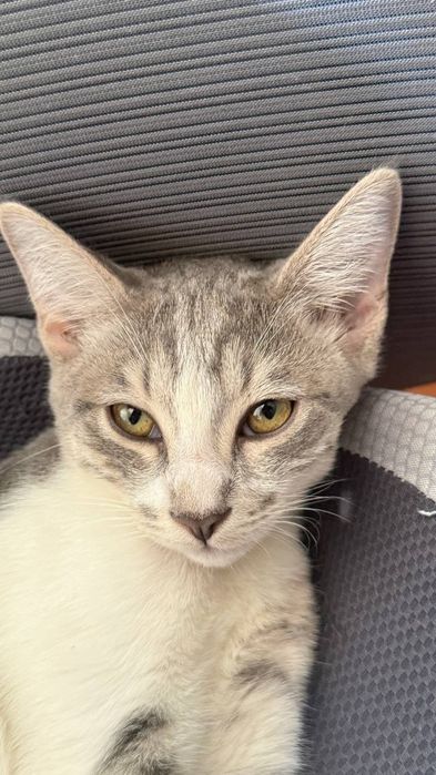 Бесплатно котята