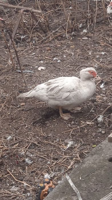 Индоутки пара селезень и уточка молодые