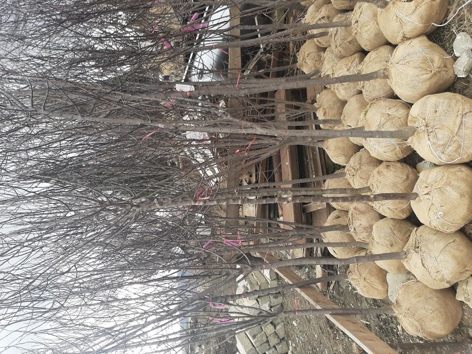 Vindem tuia brazi mesteacăn tei platan stejar frasin magnoli etc