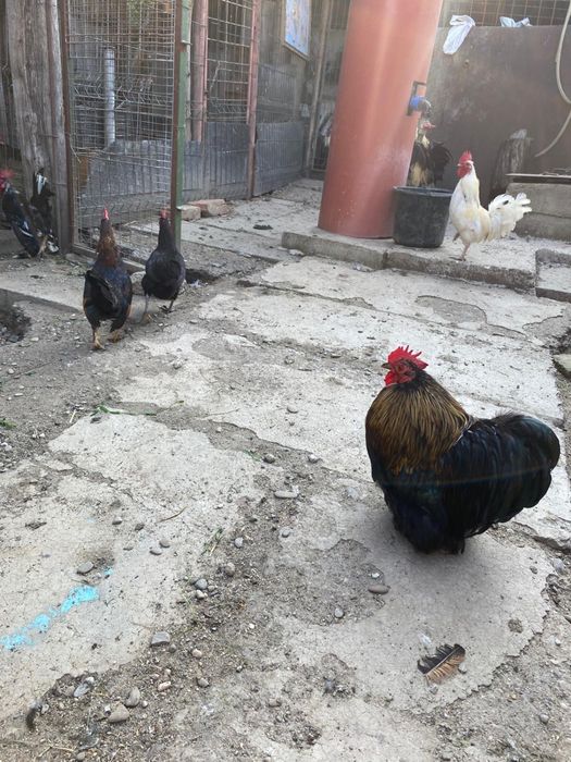 Vând găinușe și cocoși pitici!