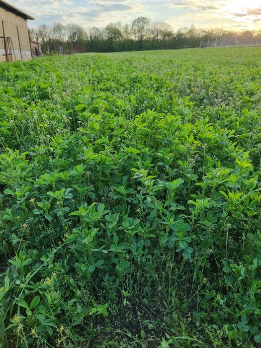 Vând lucernă pentru cosit