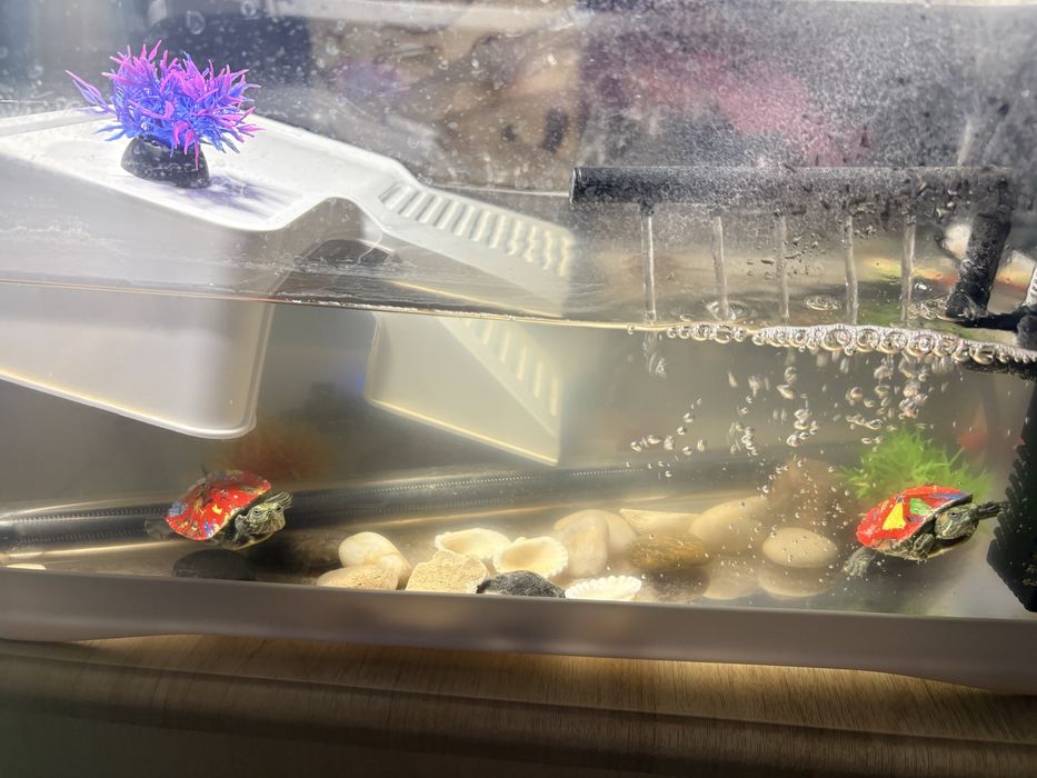 Красноухая черепаха