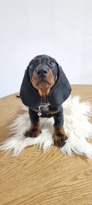 Mascul teckel dachshund tekel par scurt