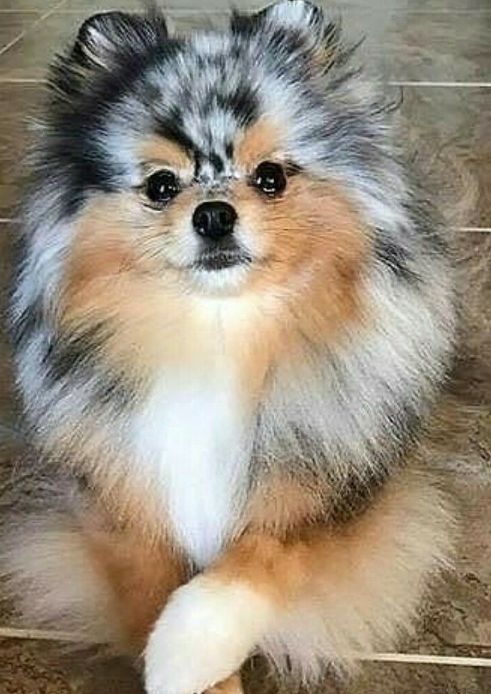 Щенки померанского шпица