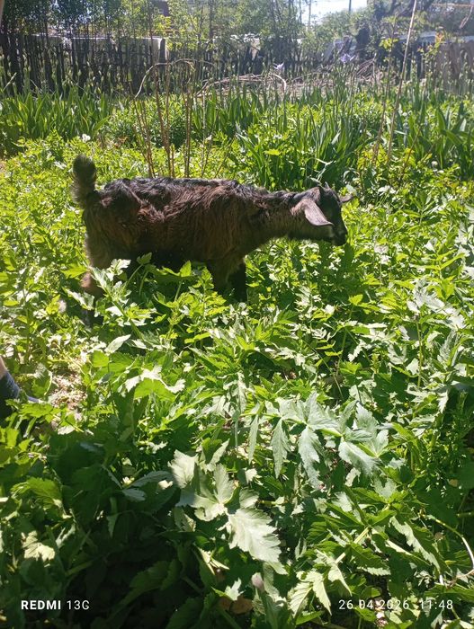 Козлёнок девочка