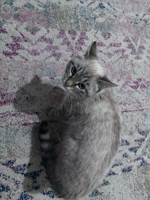 Әдемі үй мысығы сатылады