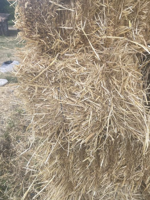 Paie de orzoaica de vanzare