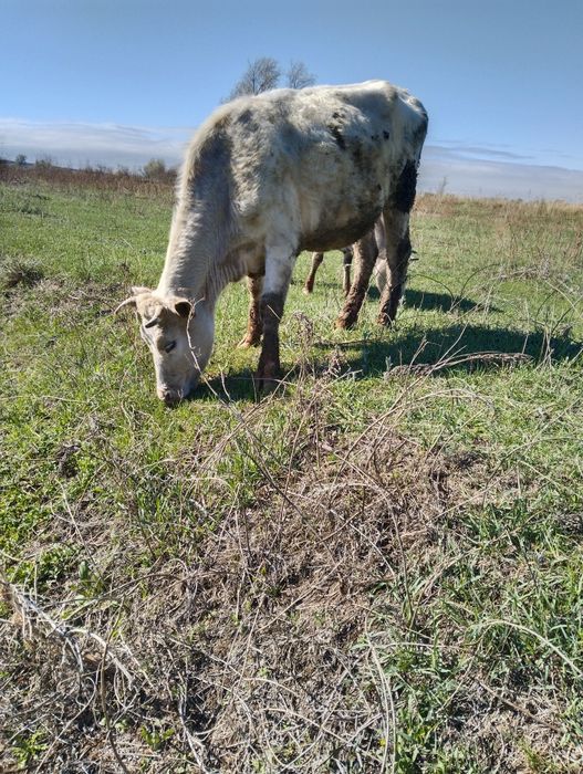 Продам телку (четвертый год)