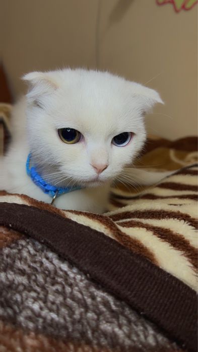 Скоттиш-фолд кошка