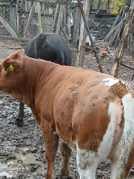 Viței mari de vânzare bucata 6500lei aproximativ 250  300 kilograme prețul  negociabil  din 4 doi se vând la ales