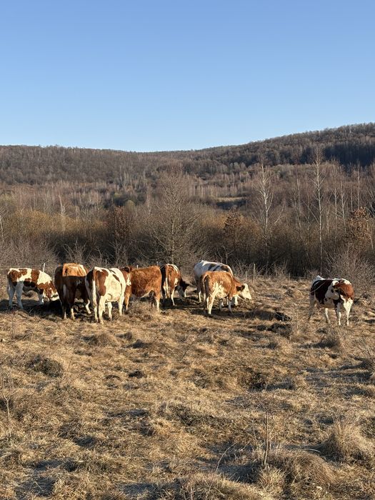 Vand vaci,vitele,taurasi