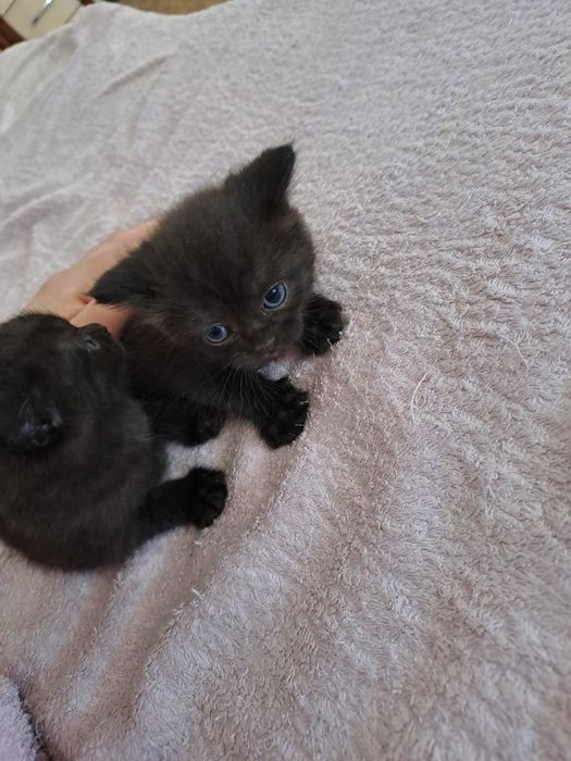 Отдам котят полукровки