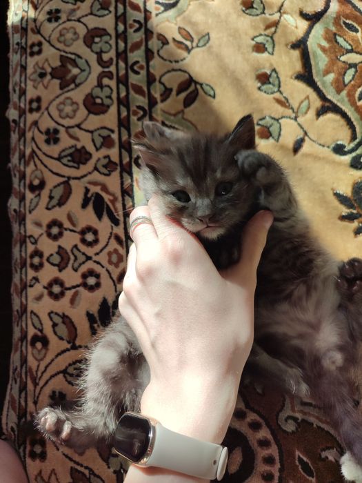 Котята отдам бесплатно