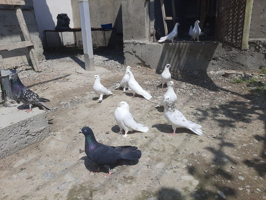 Широкохвостые Голубий продаётся