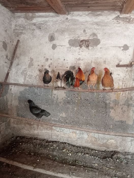 Продам карликовых курей