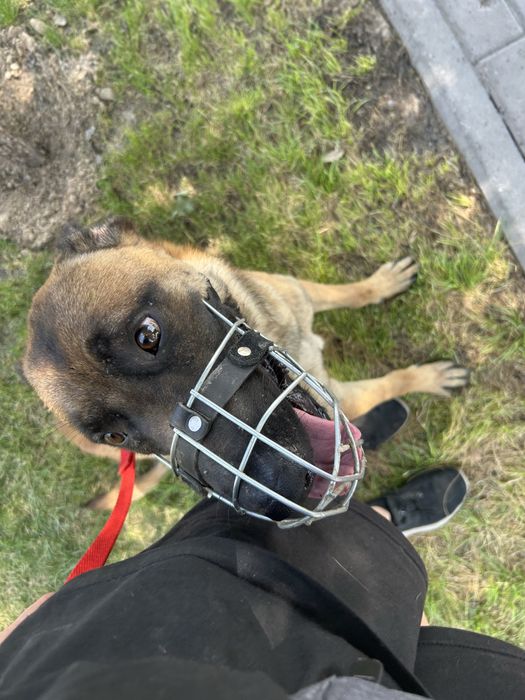 дрессировка собак