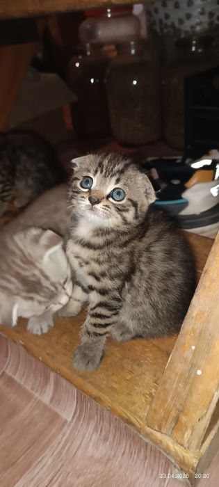 Британские котята