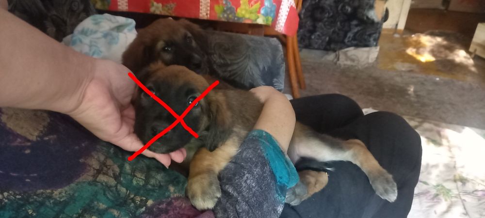 Один щеночек в добрые руки