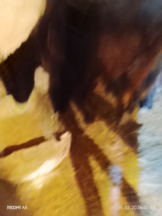 Продам жеребят номер телефона